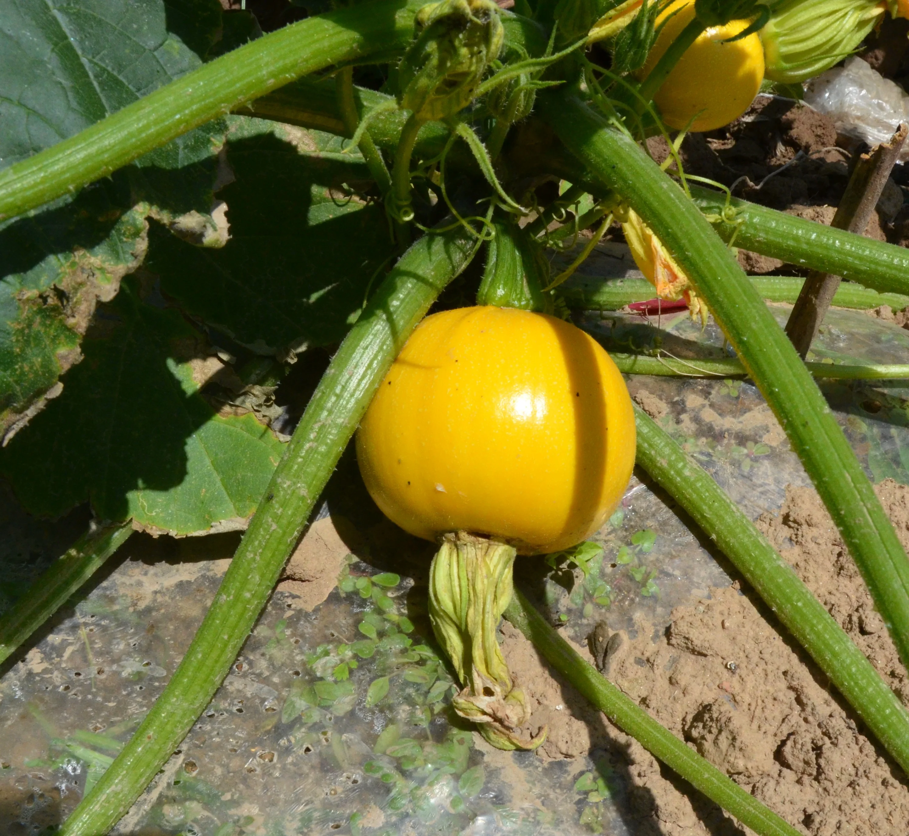 金珠2号中国黄皮杂交南瓜/西葫芦种子