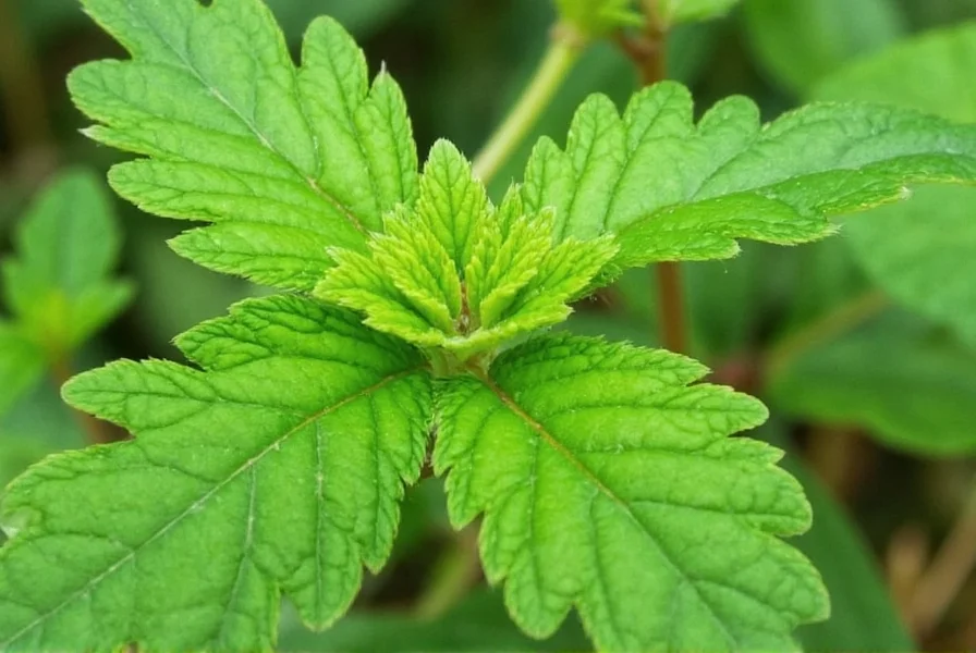 what is a chervil a light hearted guide to this delicate herb