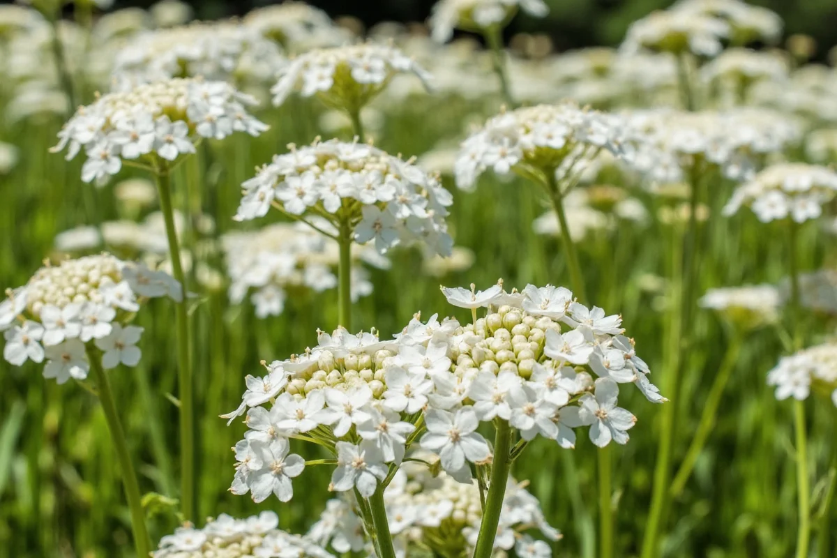 0611 yarrow