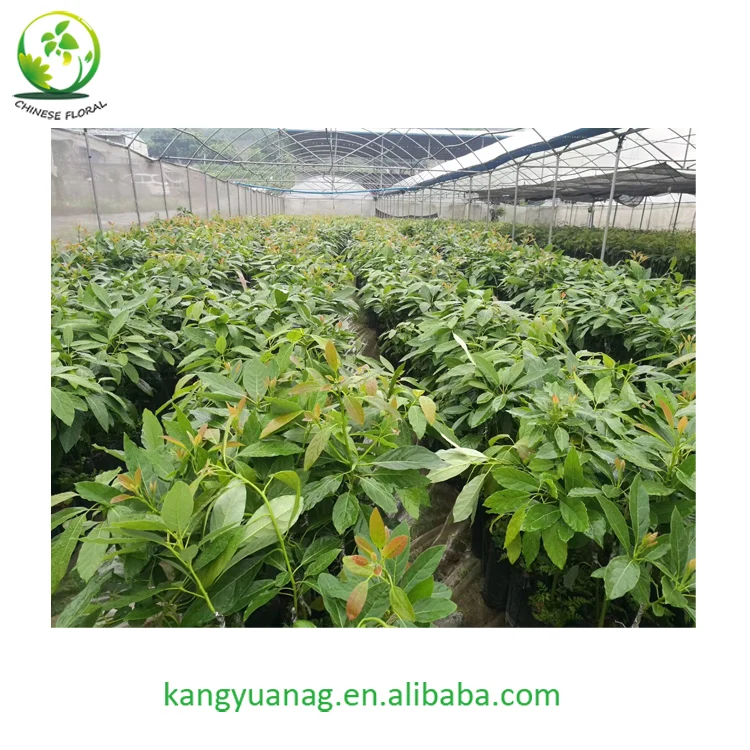 
Avocado Seedling Grafted Fruit Tree Hass variety 