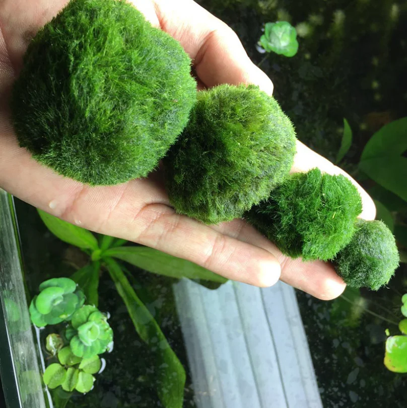 

Moss Balls Fish Tank Aquarium Decorations Live Plants for Aquatic Pets, Green