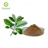 Hot sale Paraguay tea extract/Caffeine 5%/Yerba mate extract/Good for blood plant extract
