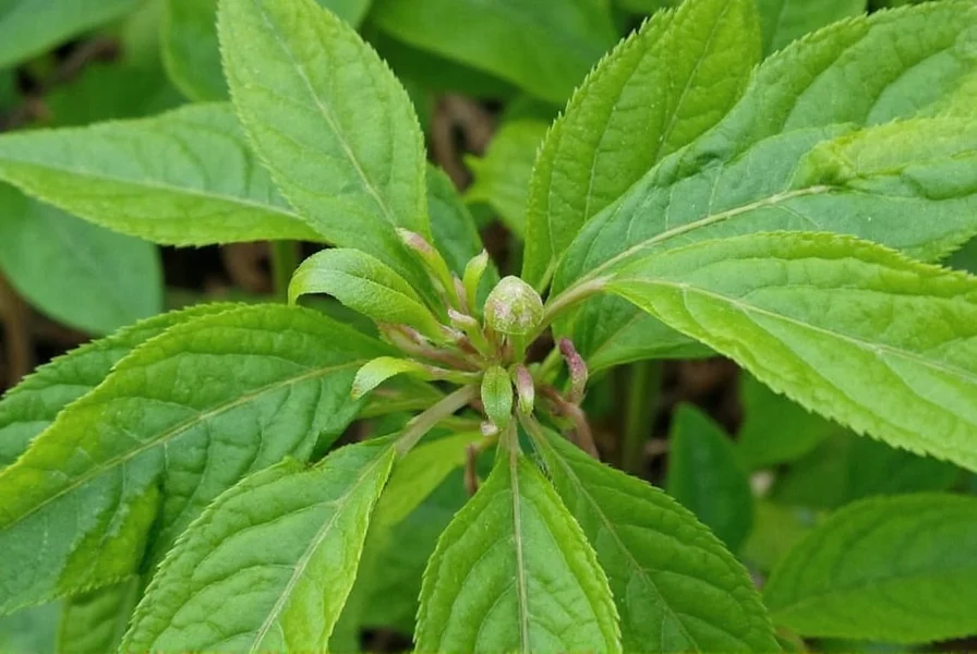 Star Anise Plant: Complete Growing Guide & Uses