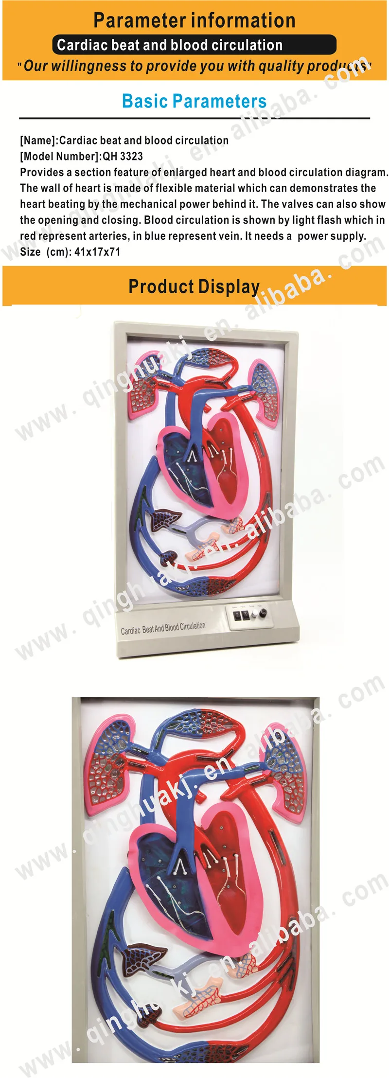 High quality electric cardiac beat and blood circulation model, View