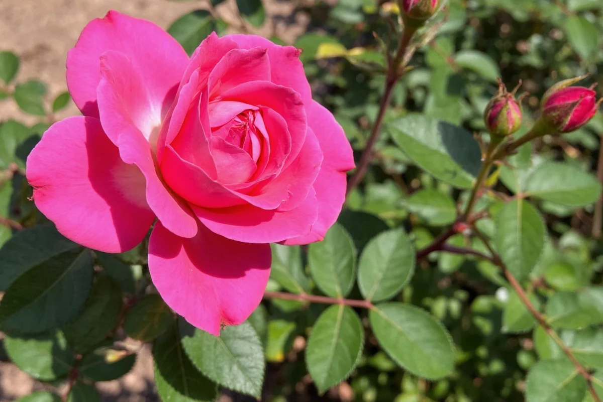 best worst companions for thyme