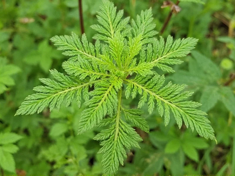 Dill Look-Alike Plants: Safe Identification Guide