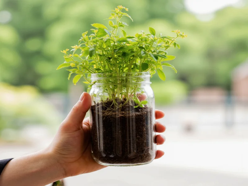 Hand holding recycled glass jar transformed into herb planter