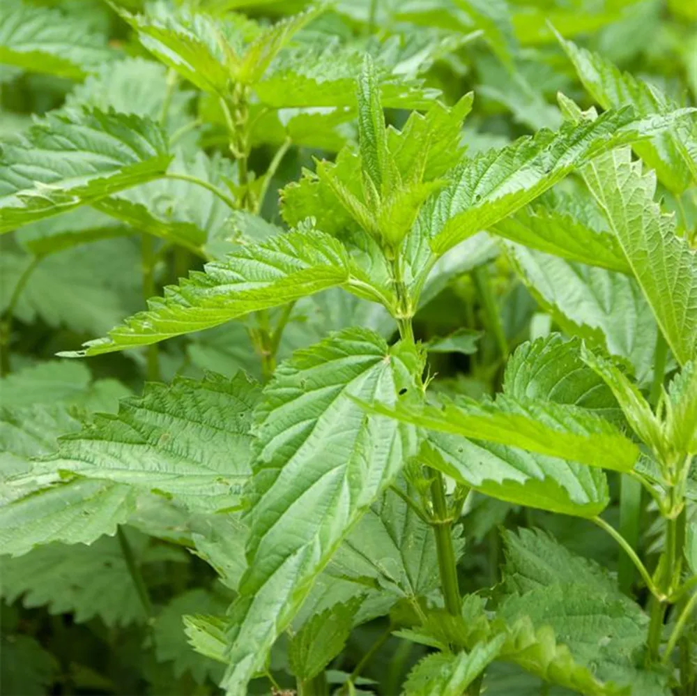 100% natural pure organic nettle root extract /g