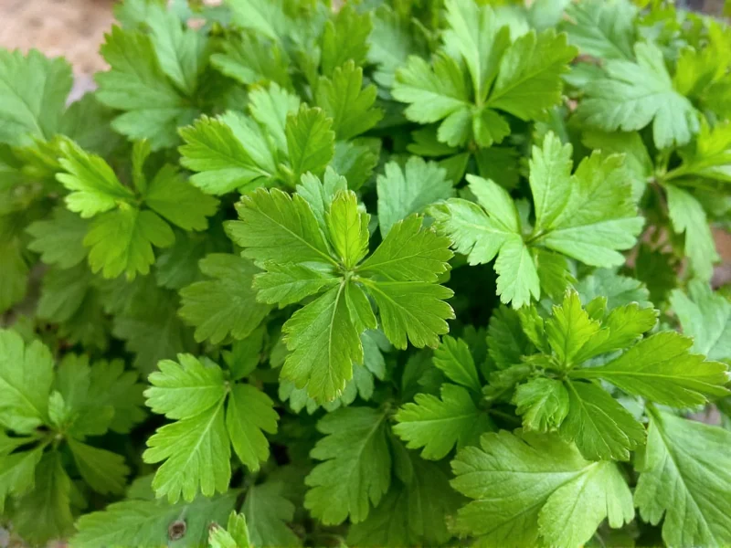 Best Parsley Substitutes: Practical Replacements for Cooking