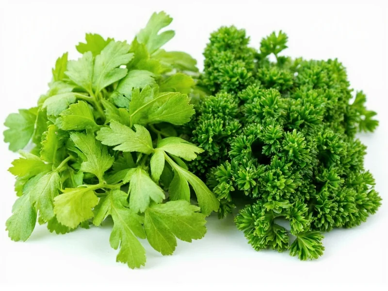 Cilantro vs Parsley: Key Differences Explained