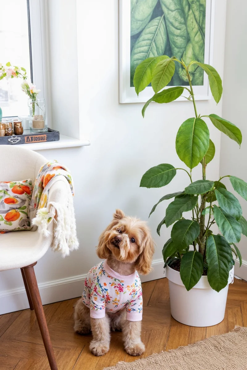 A cozy indoor room filled with hanging plants, cat perches, and dog-friendly furniture