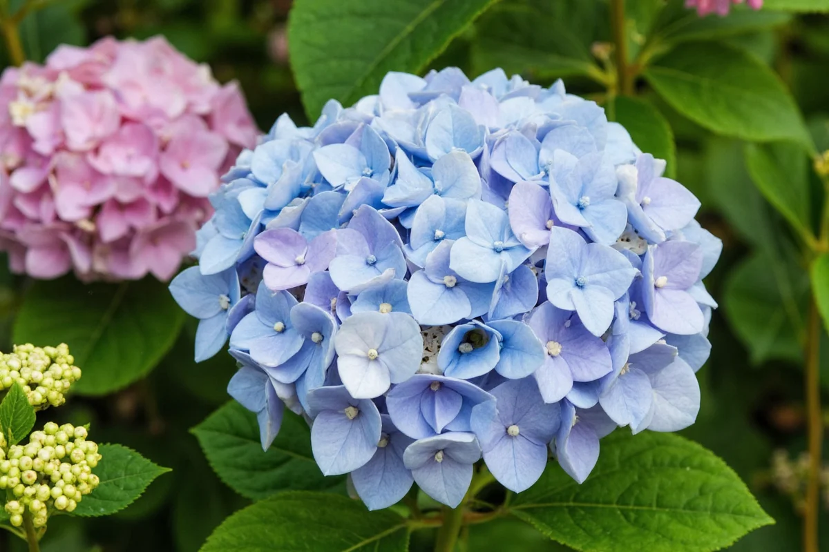 0818 hydrangea