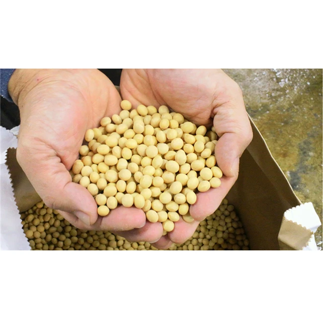 Soy beans image.jpg
