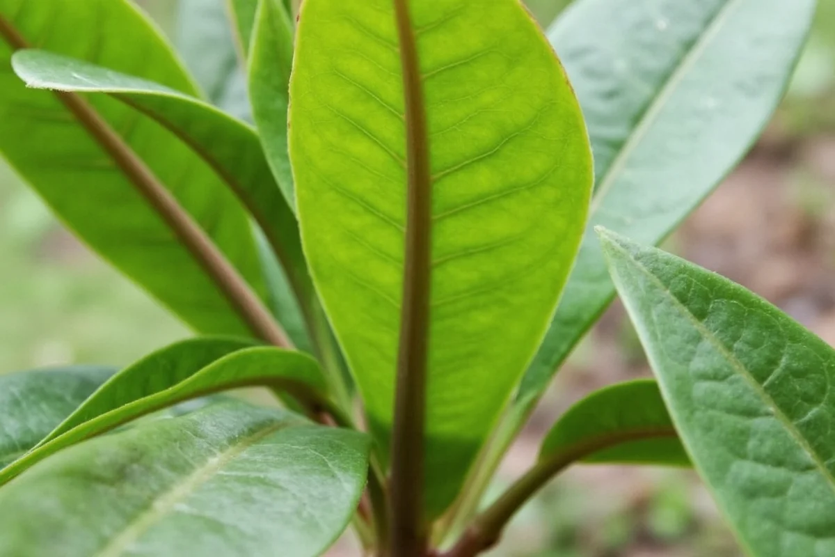 how to propagate rubber tree plant