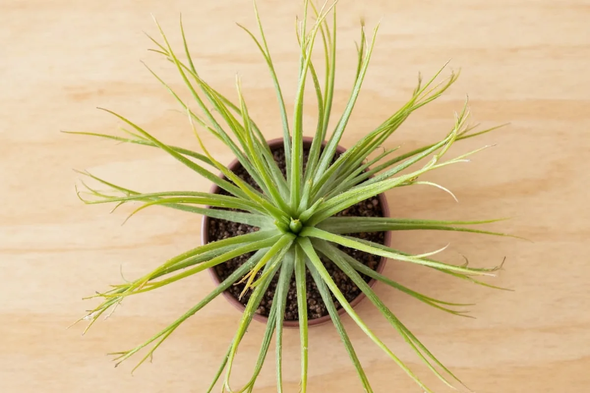 how to take care of an air plant