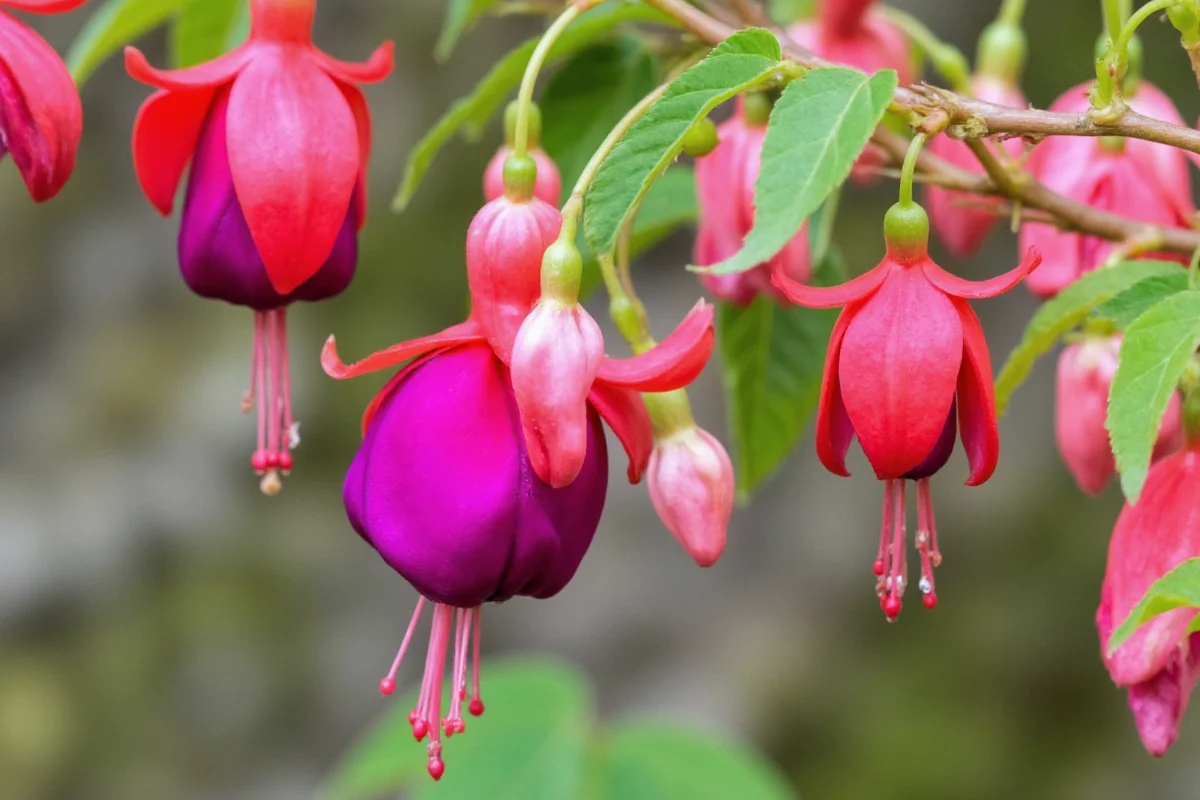 0403 fuchsia