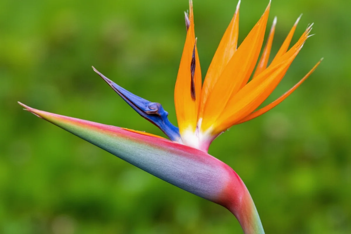 0715 bird of paradise