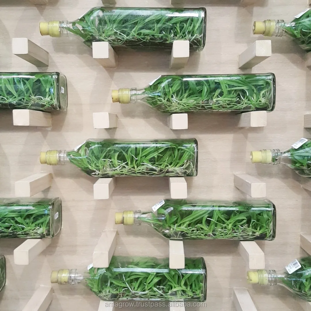 
Fresh 100% Orchid Flask Seedlings Phalaenopsis Natural Multi Color Ornament Plant Flower Tissue Culture Thailand Highest Quality 