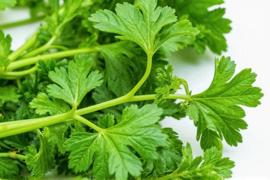 Close-up of fresh flat-leaf and curly parsley showing texture differences