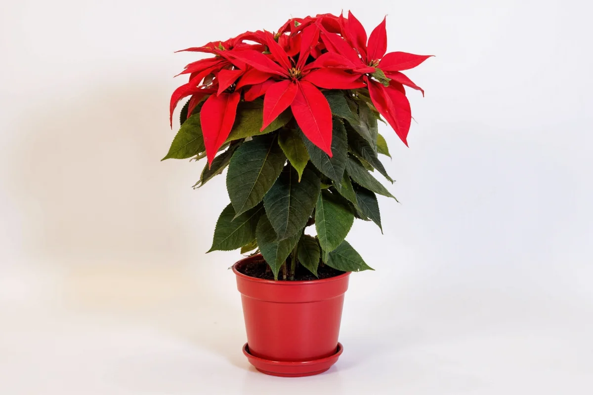 how to care for a poinsettia plant indoors