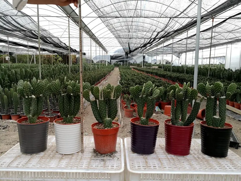 
cactus opuntia rubescens 