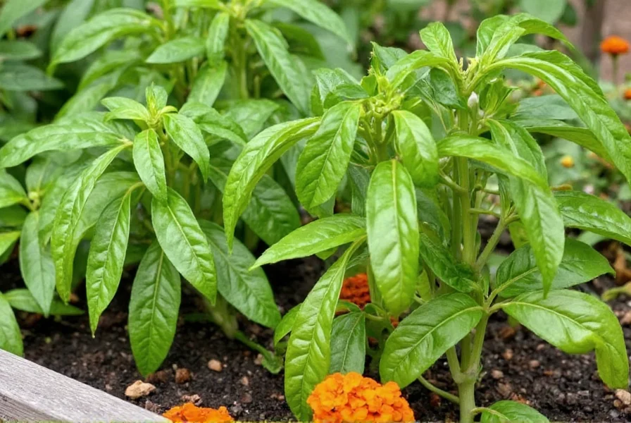 pepper companion plants what works and what kills your crop