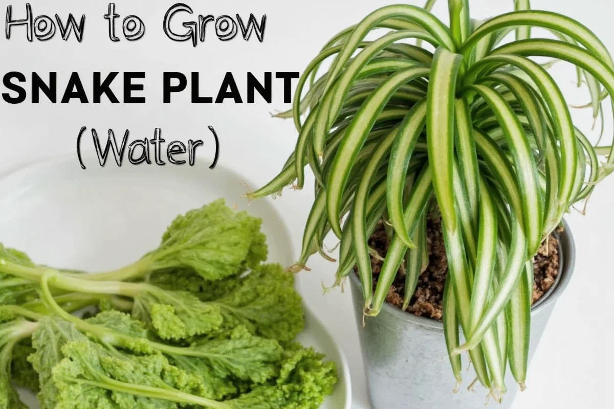 can you grow snake plant in water