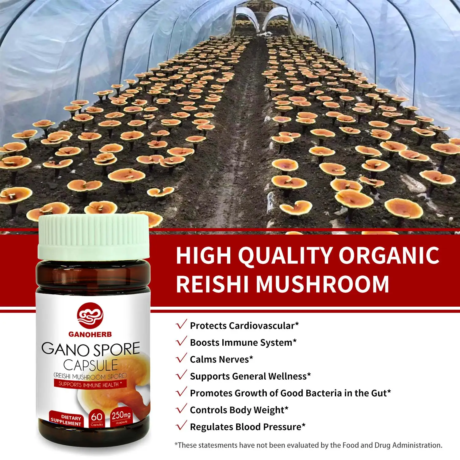 
Herbal supplement GanoHerb Immunity booster Organic Ganoderma Lucidum Capsules 