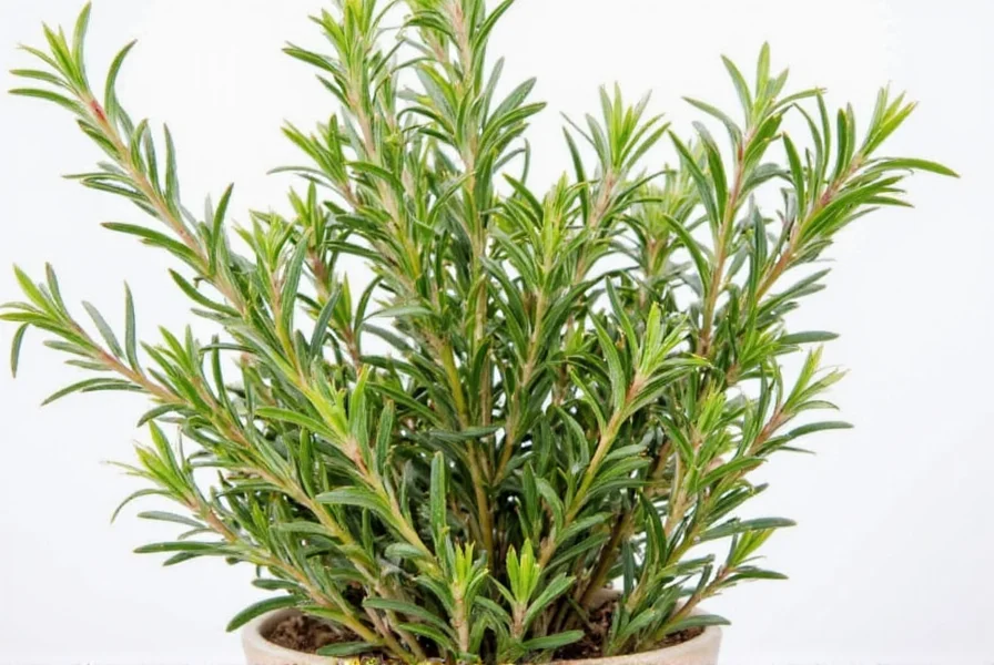 Freshly Harvested Rosemary Sprigs in a Garden