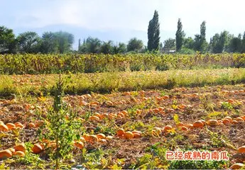 
2019 best selling Organic Pumpkin Kernels /pumpkin seed 