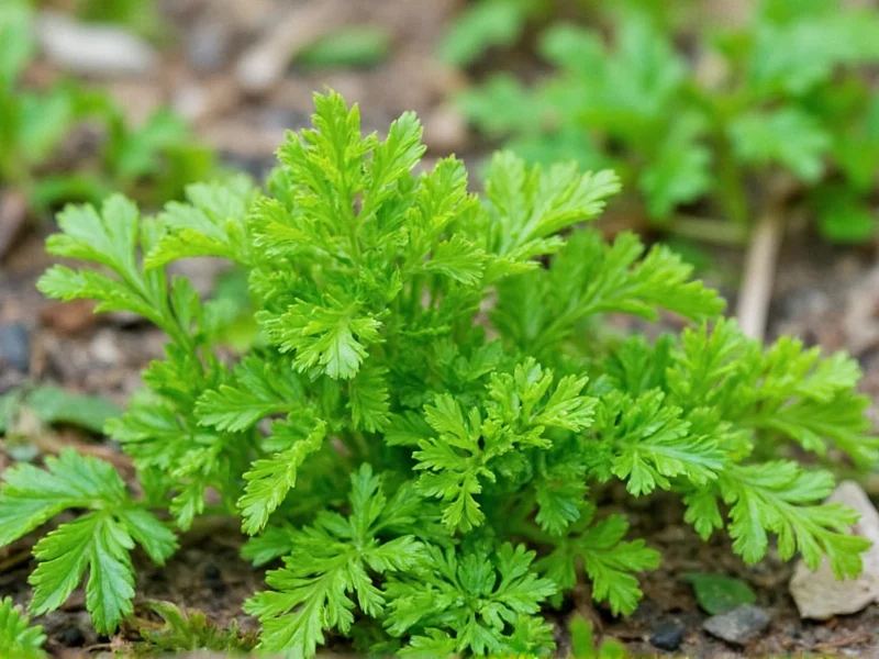 Dry Parsley to Fresh: Exact Conversion Ratio Guide