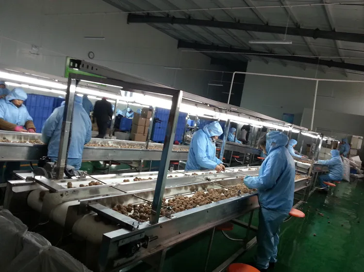 
China xinjiang wholesale price for sale kernel walnuts in shell 