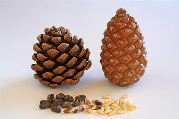 pine nut threshing machine pine nuts thresher machine