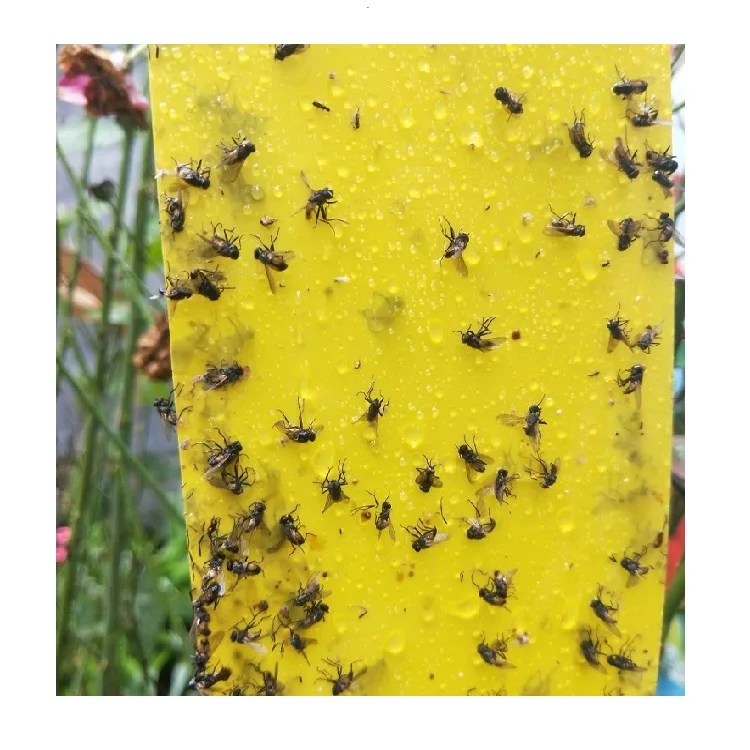 

Disposable Super Yellow Glue Trap Board of Insect Killer in Horticulture like Park, Yellow & blue