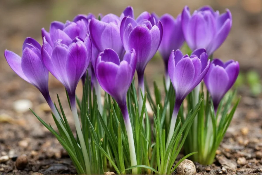 Close-up view of Crocus sativus flower showing the three red stigmas against purple petals in a garden setting