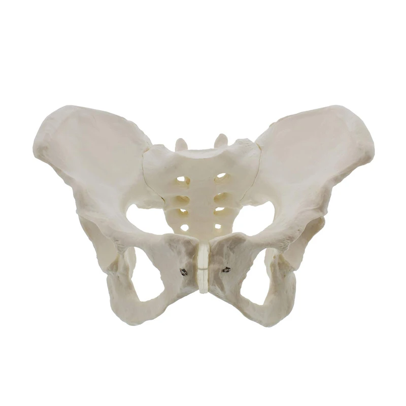 Medical Anatomy Teaching Pvc 35x20x16cm Male Pelvis Model