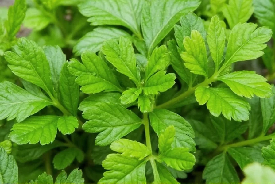 Visual comparison of fresh cilantro leaves versus dried coriander seeds
