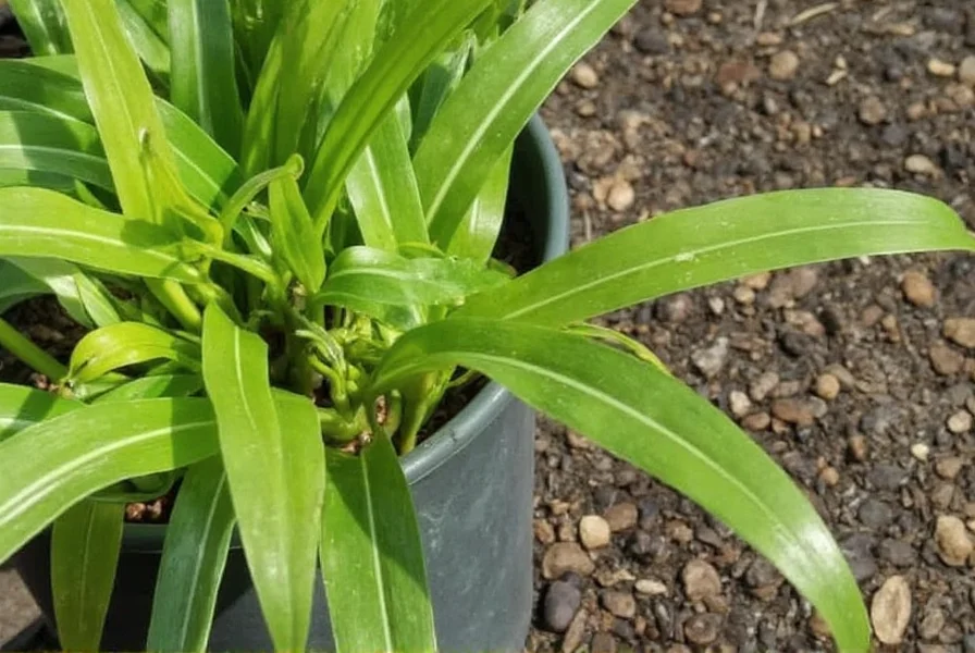 ginger mn