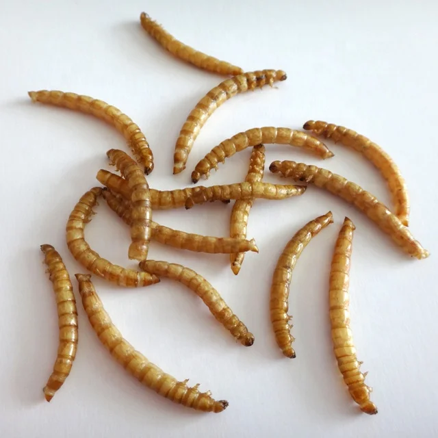 
Dried Mealworms High Protein Customised Birds Food for Fishes Reptiles in Bags 100g Factory Directly Supply 