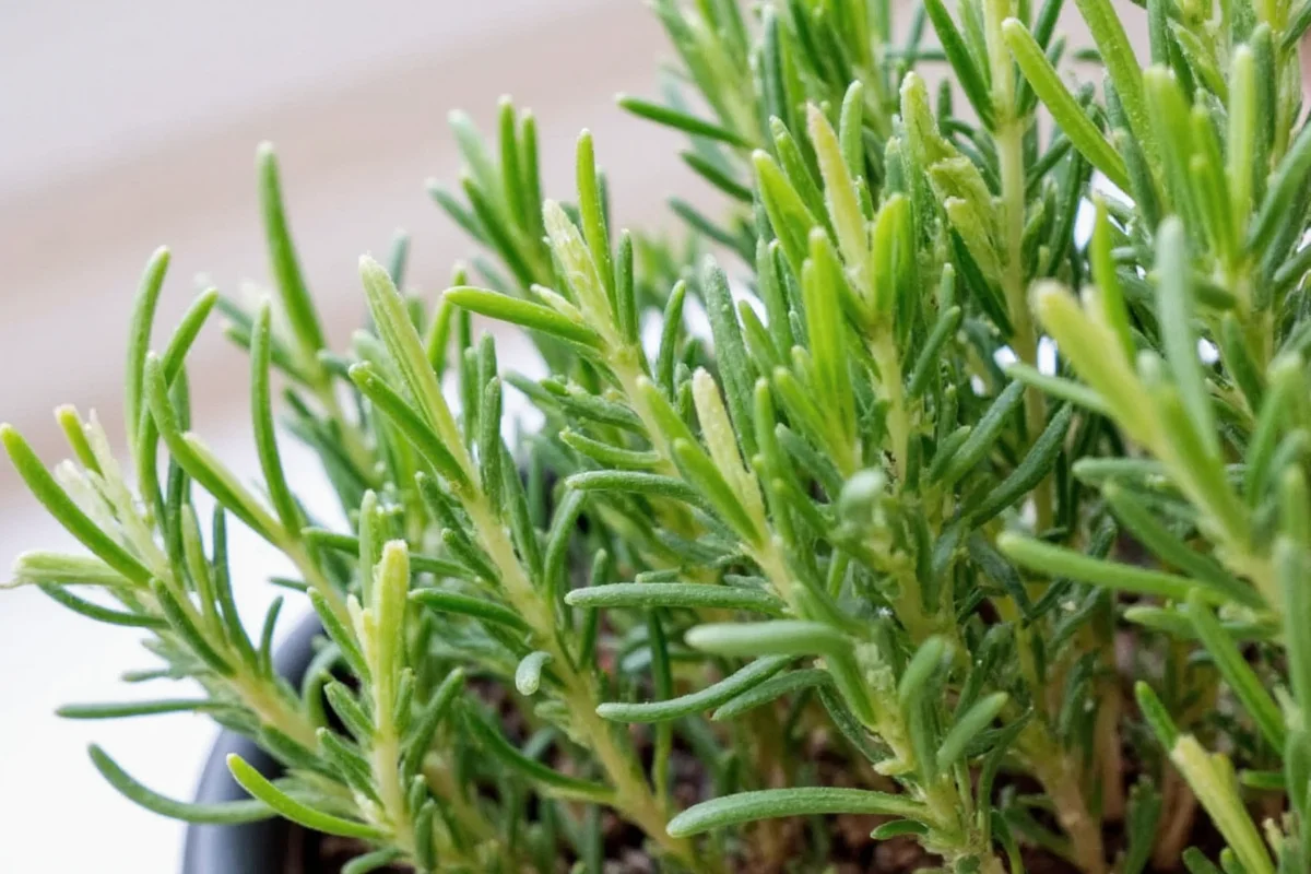 how to take care of a rosemary plant