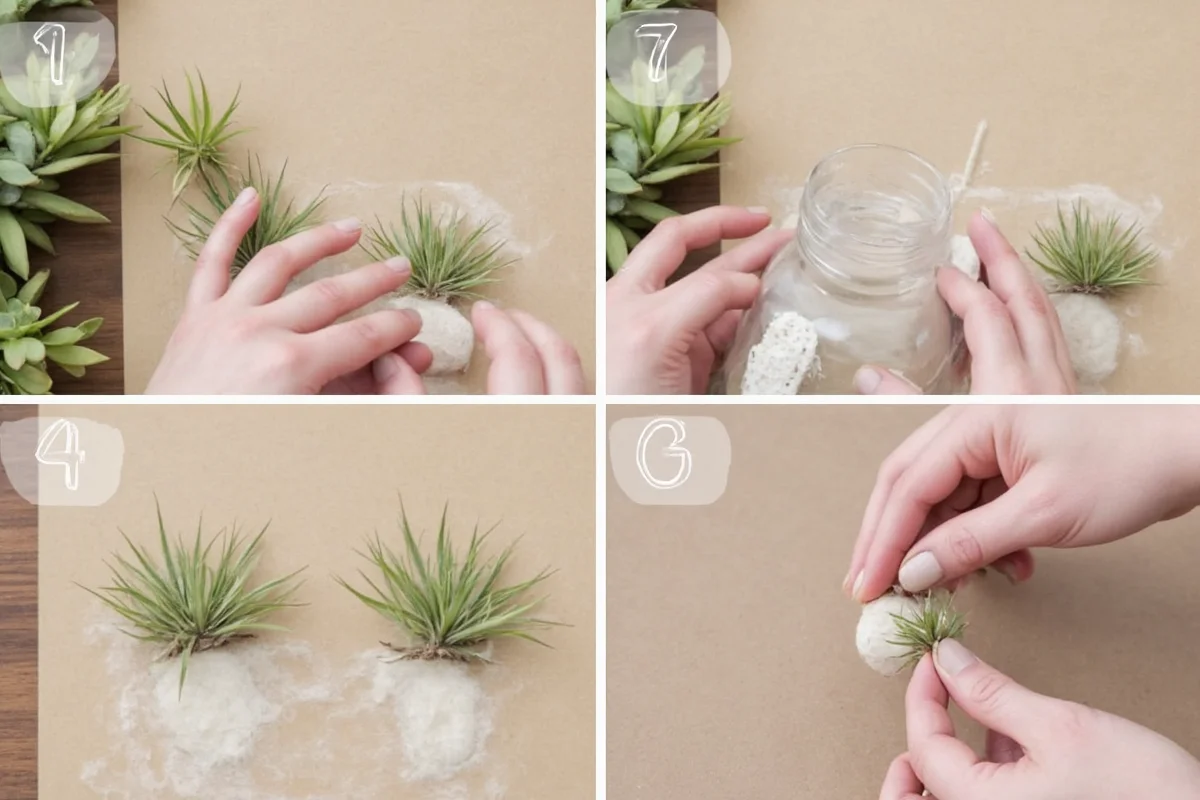how to propagate an air plant