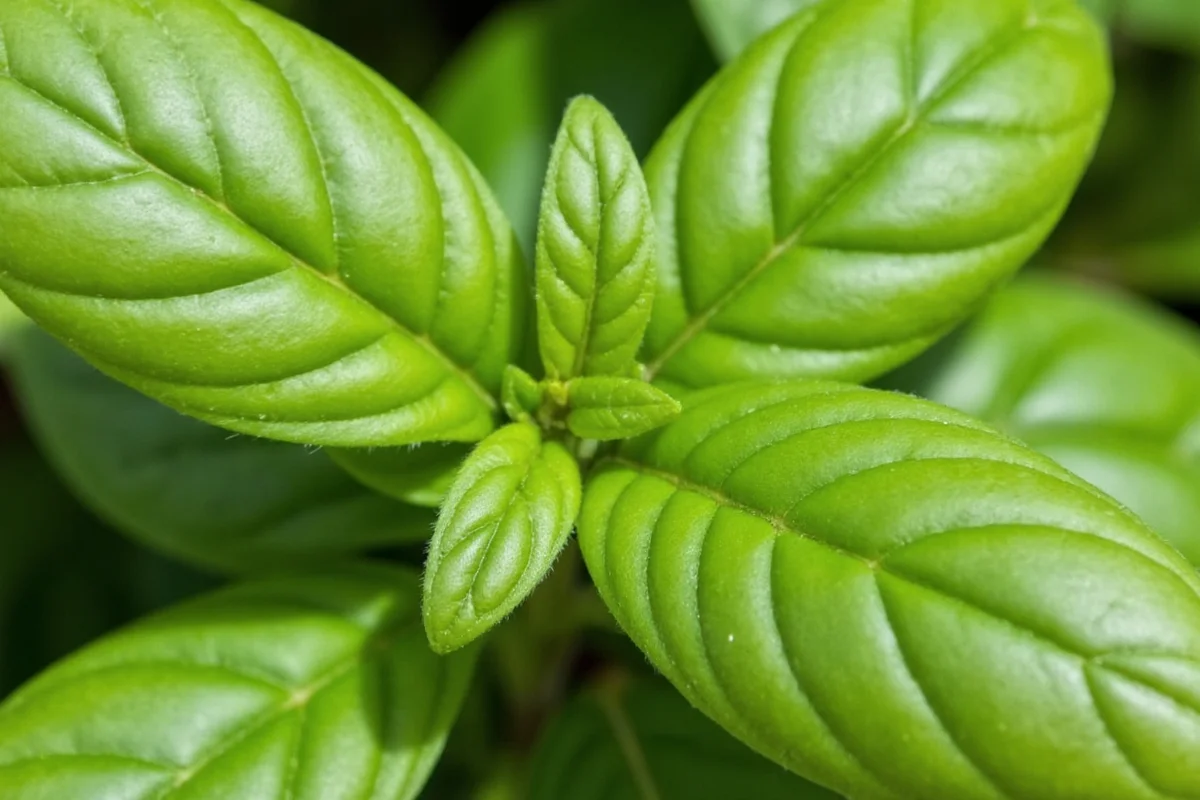 how much sunlight for a basil plant