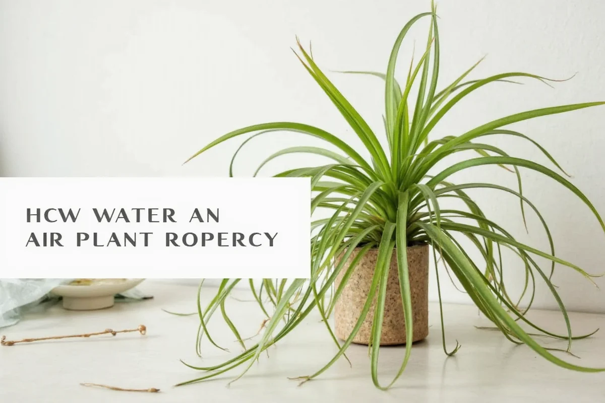 how do i water an air plant