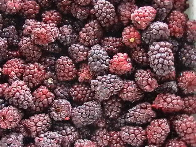 
Iqf Fresh Blackberry Fruits Frozen 