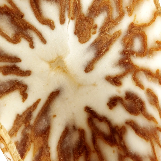 
High Quality Whole / Half Betel Nut for Wholesale 