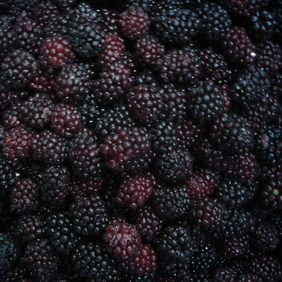 
Iqf Fresh Blackberry Fruits Frozen 