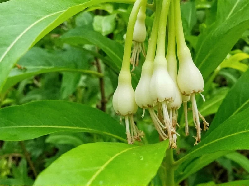 Galangal Plant: Complete Growing Guide & Uses