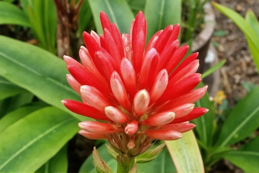 Gardener planting flowering ginger rhizomes in well-prepared garden bed with compost mixture