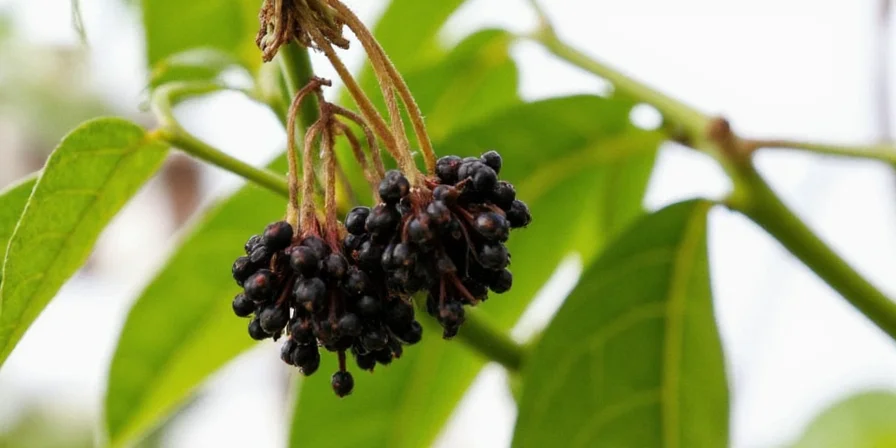 Anatomy of a peppercorn showing fruit layers