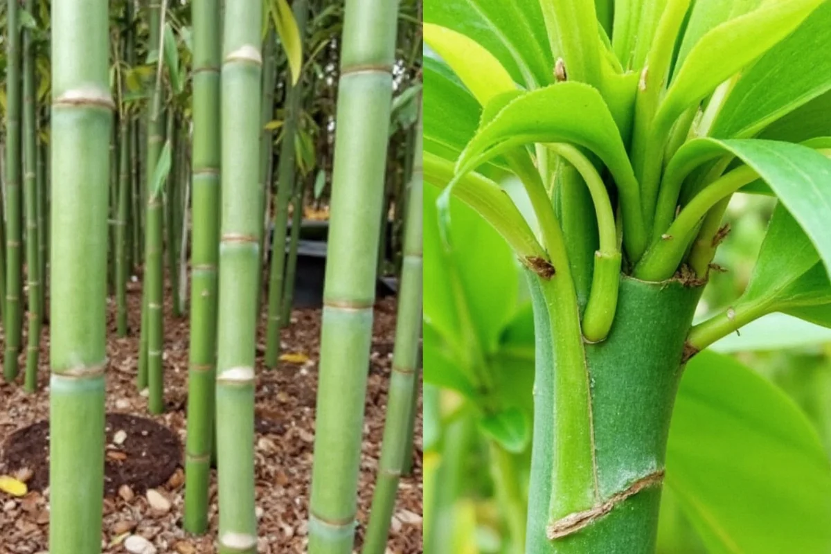 how to trim bamboo plant